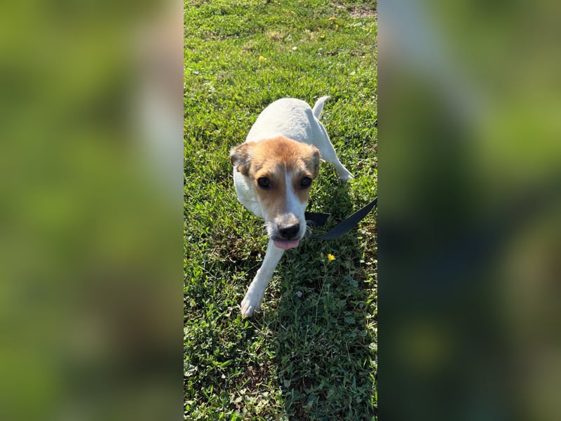 Dolly, junge Jack Russel Mischlingshündin