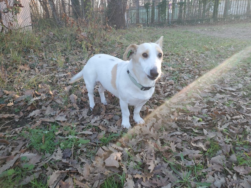 Berta, lustige kleine Mischlingshündin