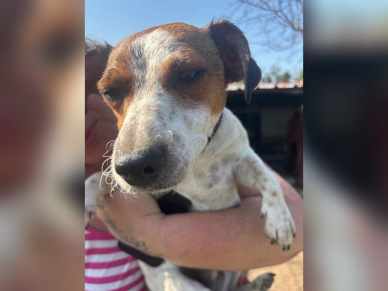 Dolly, junge Jack Russel Mischlingshündin