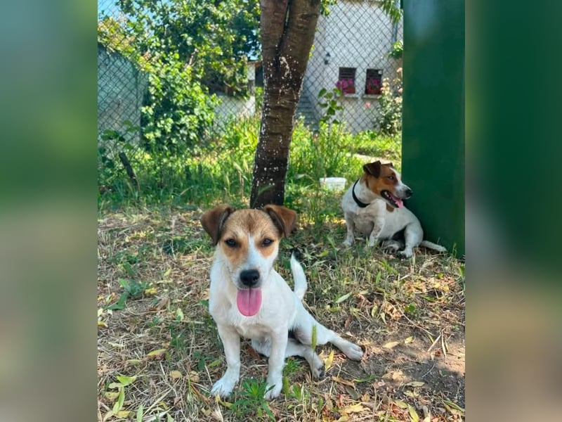 Dolly, junge Jack Russel Mischlingshündin