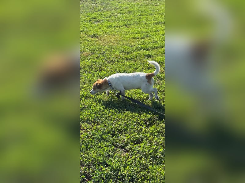 Dolly, junge Jack Russel Mischlingshündin
