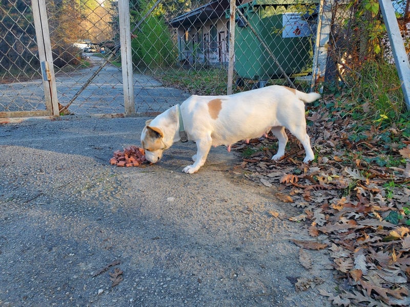 Berta, lustige kleine Mischlingshündin