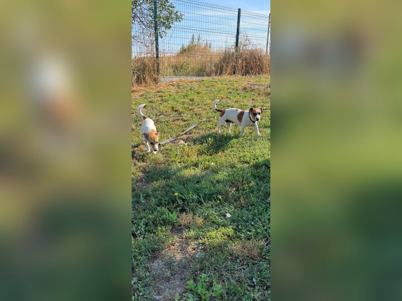 Dolly, junge Jack Russel Mischlingshündin