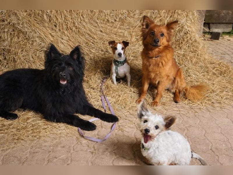 Benny auf dem Weg in sein Glück