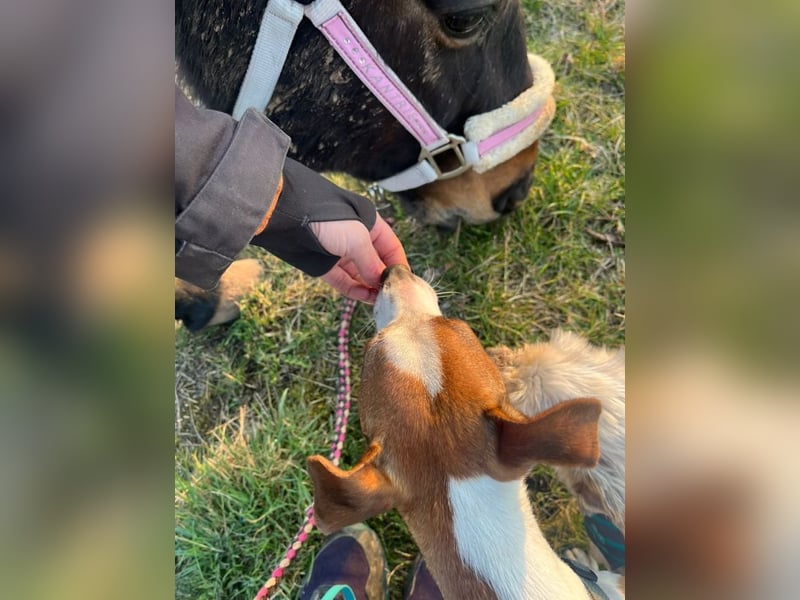 Benny auf dem Weg in sein Glück