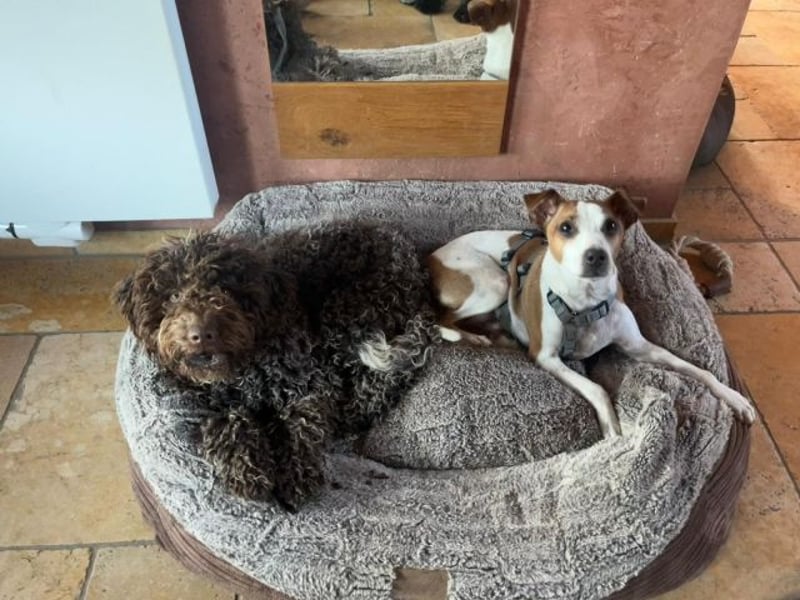 Benny auf dem Weg in sein Glück