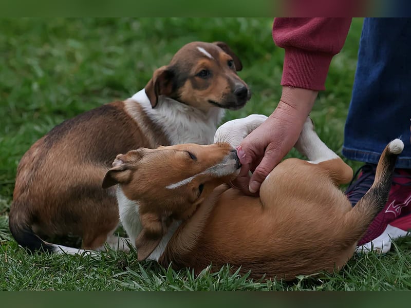 ❤️ Pepe, Jack Russel Mix Baby