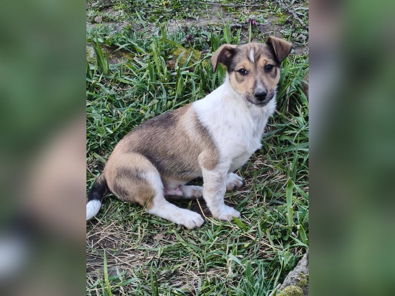 ❤️ Pepe, Jack Russel Mix Baby