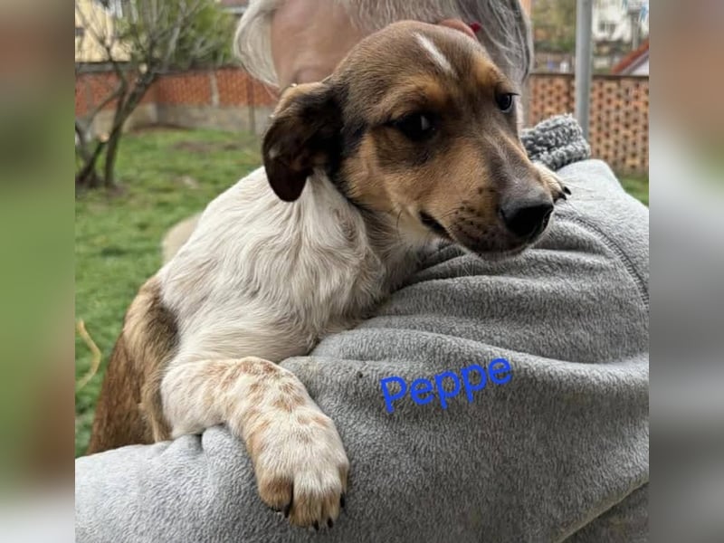 ❤️ Pepe, Jack Russel Mix Baby