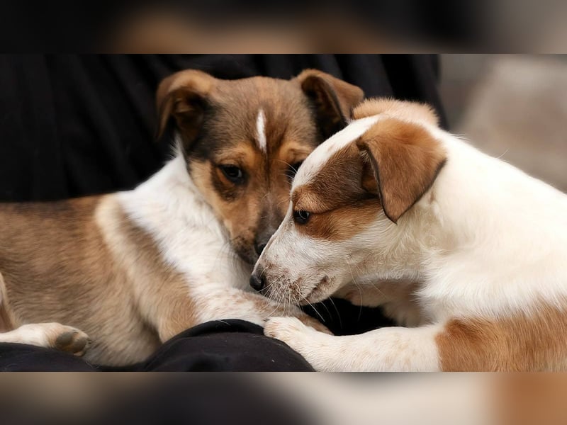 ❤️ Pepe, Jack Russel Mix Baby