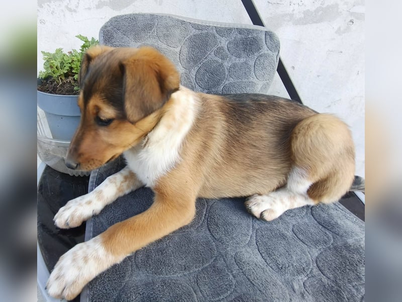 ❤️ Pepe, Jack Russel Mix Baby