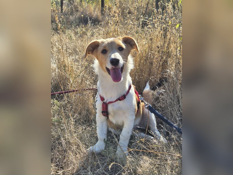 Kleine Maya wünscht sich ein Zuhause