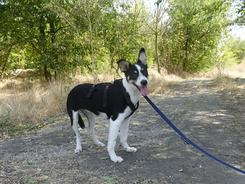 Marla sucht ein liebevolles Zuhause