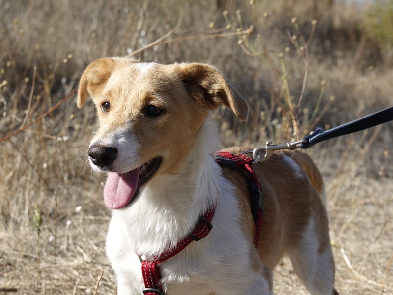 Kleine Maya wünscht sich ein Zuhause Kleine Maya wünscht sich ein Zuhause