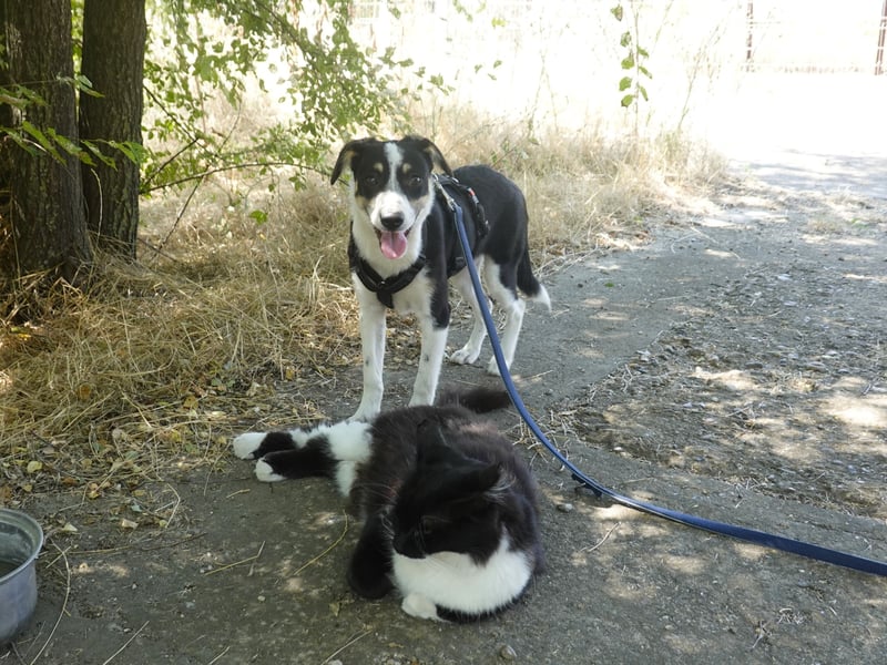 Marla sucht ein liebevolles Zuhause