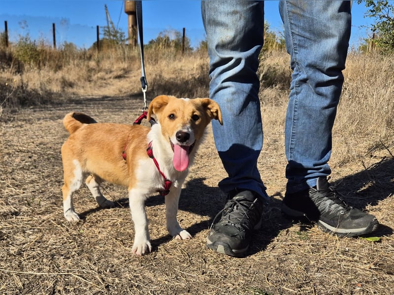 Kleine Maya wünscht sich ein Zuhause Kleine Maya wünscht sich ein Zuhause