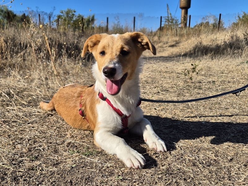 Kleine Maya wünscht sich ein Zuhause