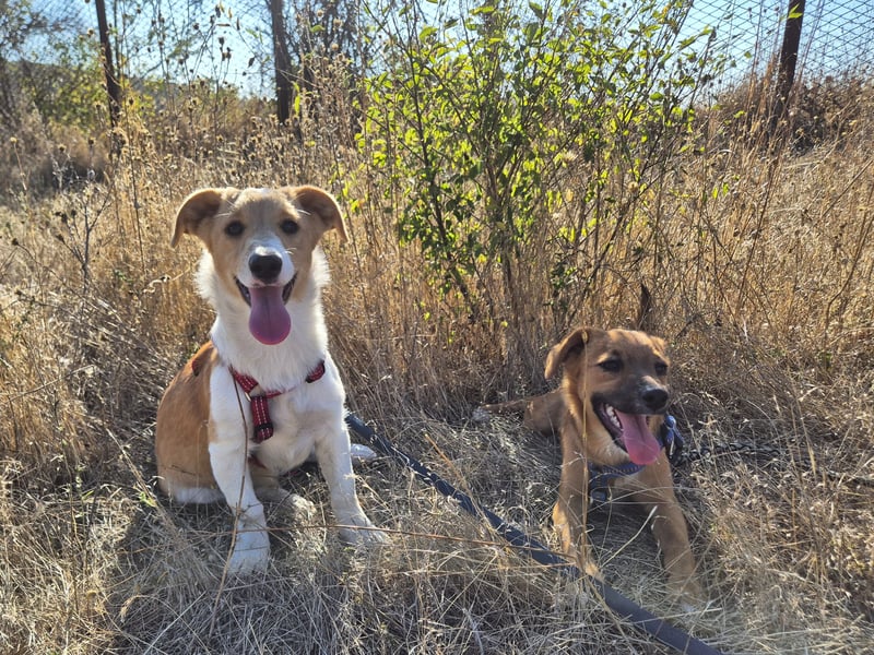 Kleine Maya wünscht sich ein Zuhause