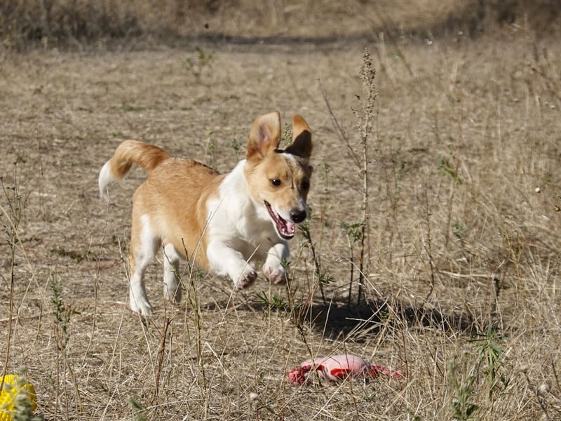 Kleine Maya wünscht sich ein Zuhause