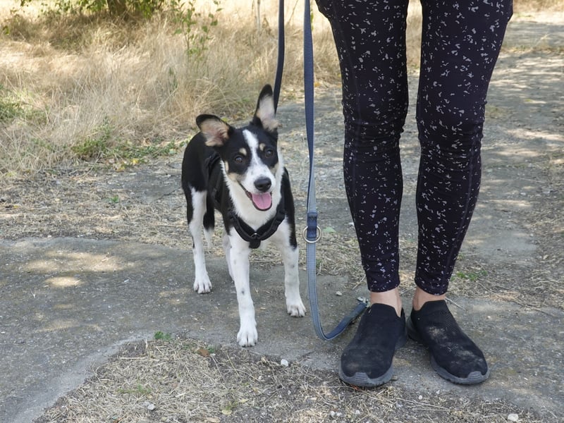 Marla sucht ein liebevolles Zuhause