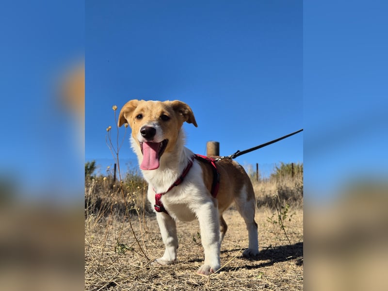 Kleine Maya wünscht sich ein Zuhause Kleine Maya wünscht sich ein Zuhause