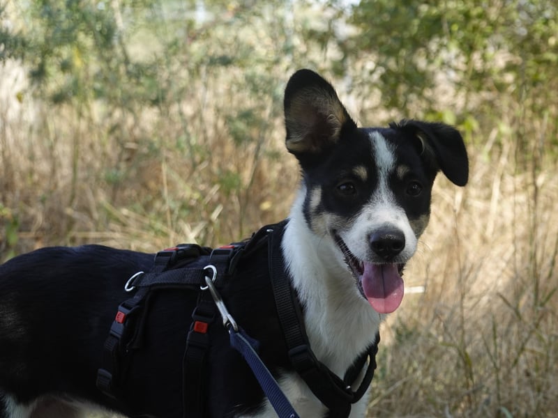 Marla sucht ein liebevolles Zuhause