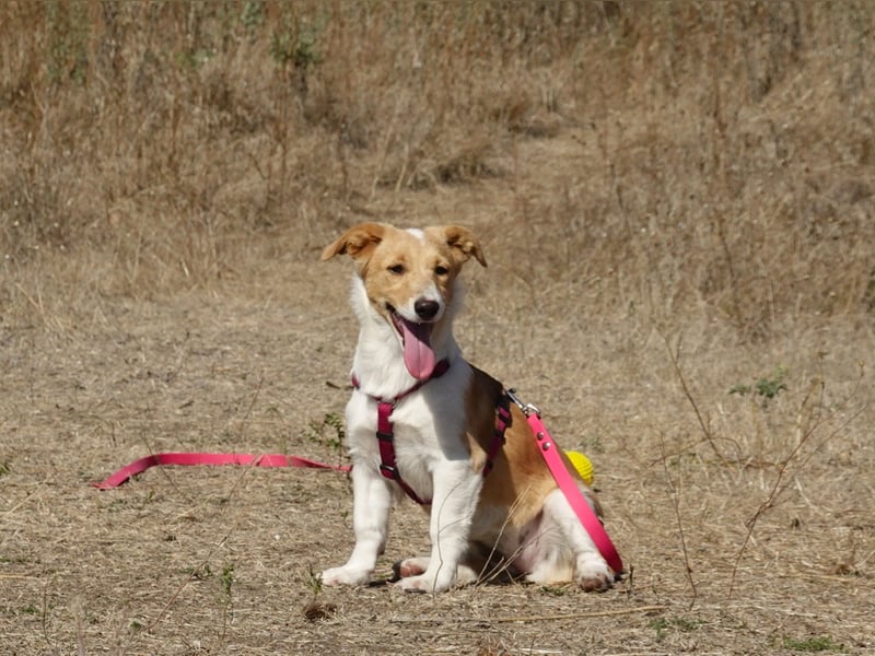Kleine Maya wünscht sich ein Zuhause Kleine Maya wünscht sich ein Zuhause