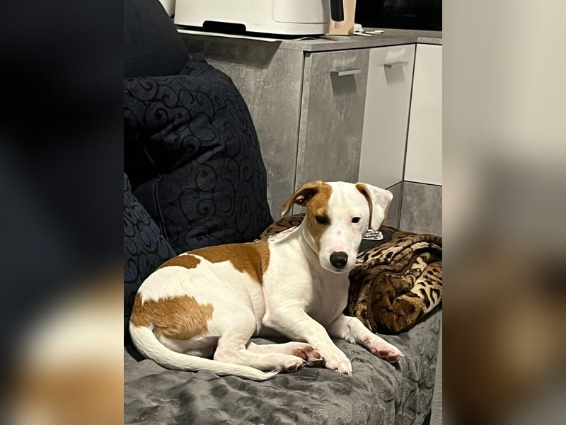 Jack Russell Terrier Rüde sucht Hündin zum Decken