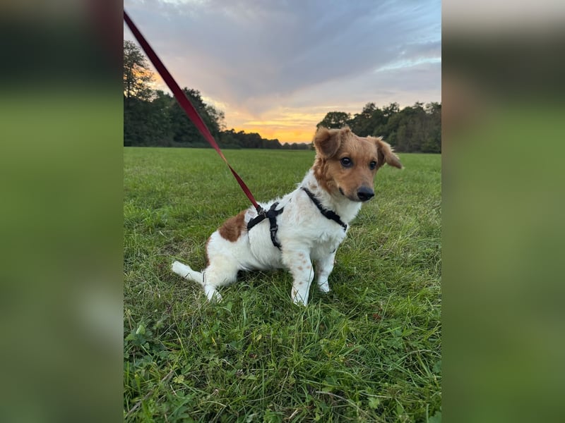 Nika, der kleine Wirbelwind