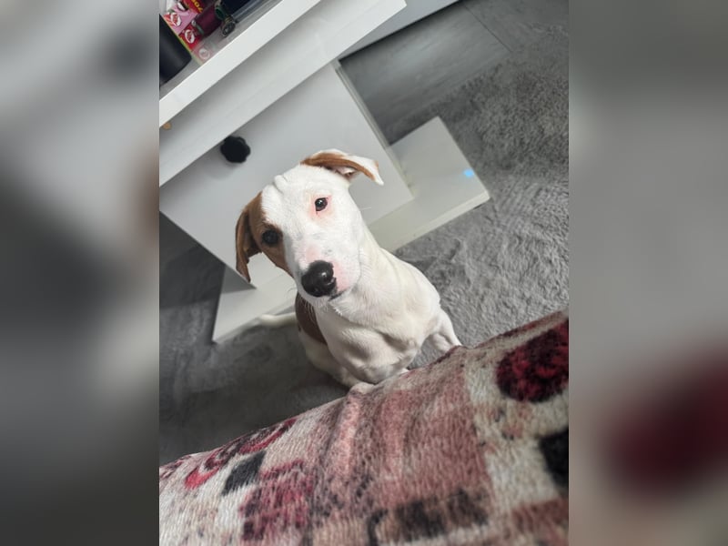 Jack Russell Terrier Rüde sucht Hündin zum Decken