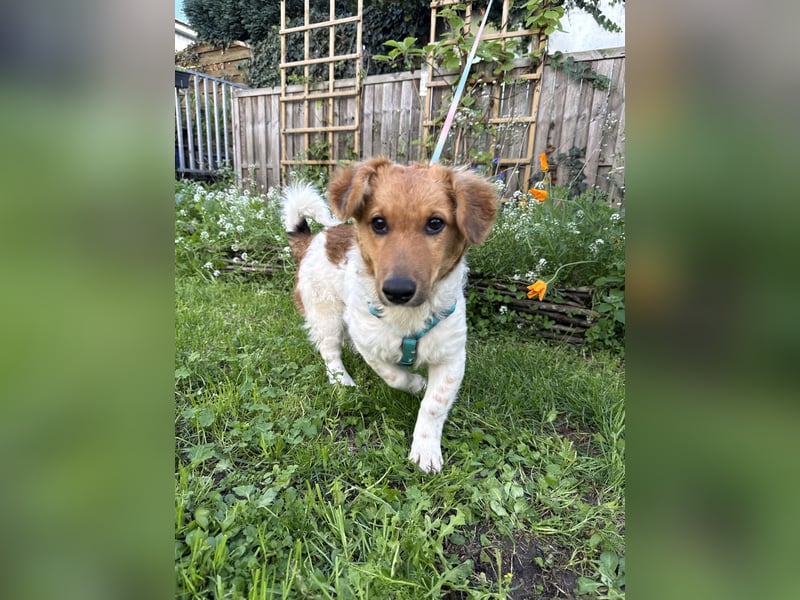 Nika, der kleine Wirbelwind