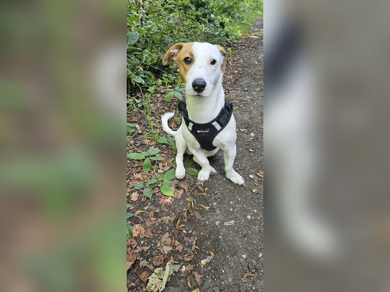Jack Russell Terrier Rüde sucht Hündin zum Decken