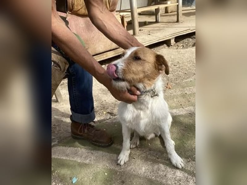 Jackson, aktiver rüde im besten Hundealter
