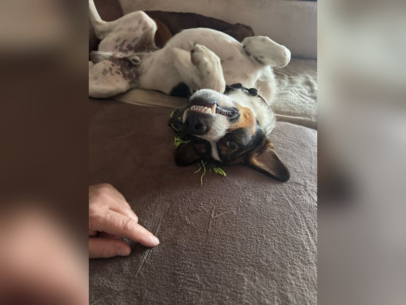 BAMBAM - der Sensible