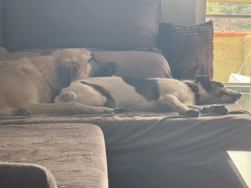 BAMBAM - der Sensible