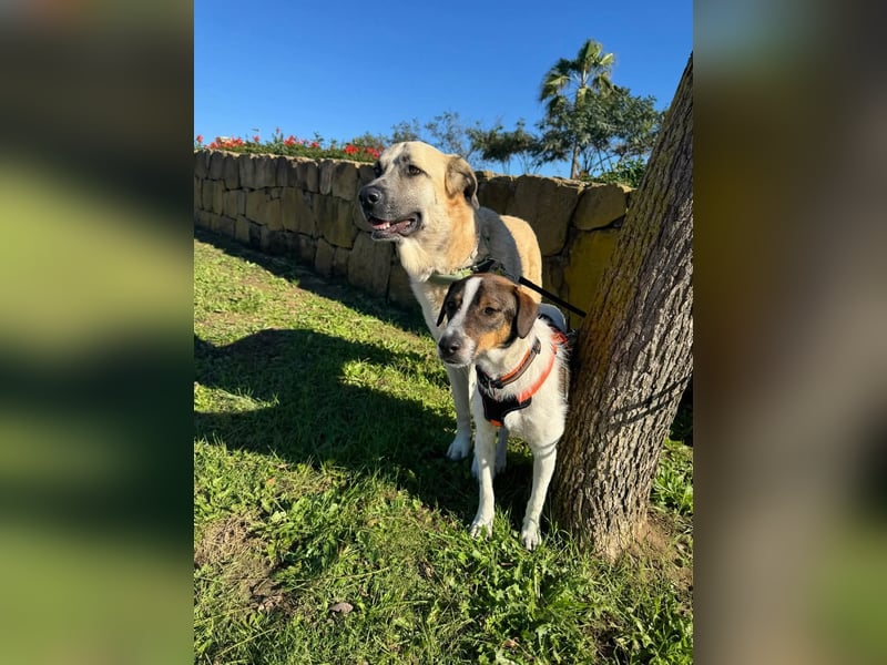 BAMBAM - der Sensible