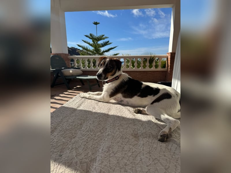 BAMBAM - der Sensible