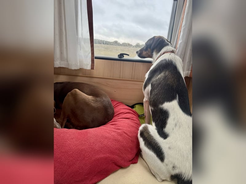 BAMBAM - der Sensible