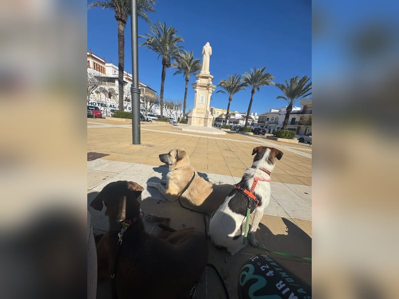 BAMBAM - der Sensible