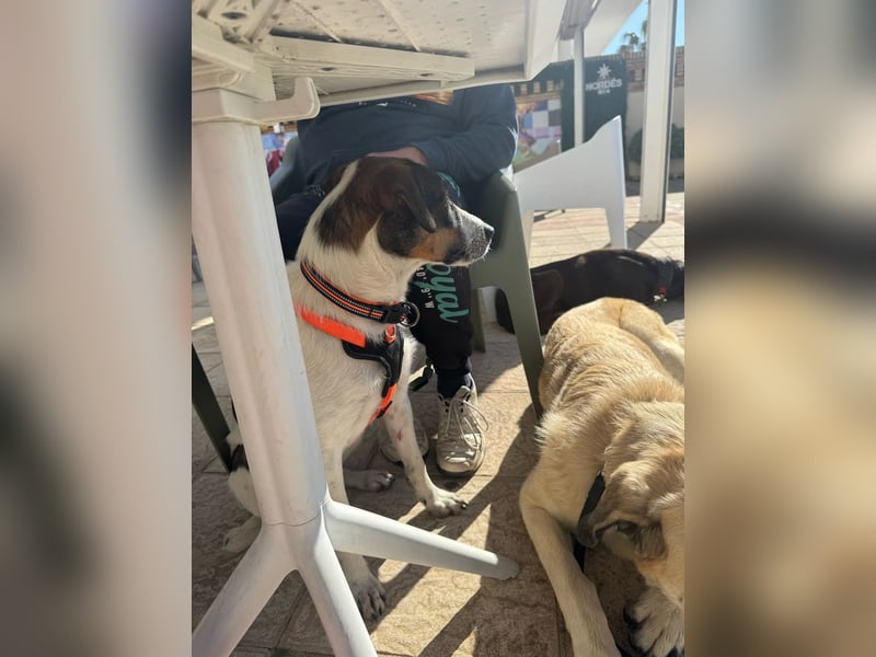 BAMBAM - der Sensible