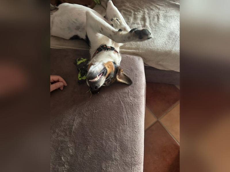 BAMBAM - der Sensible