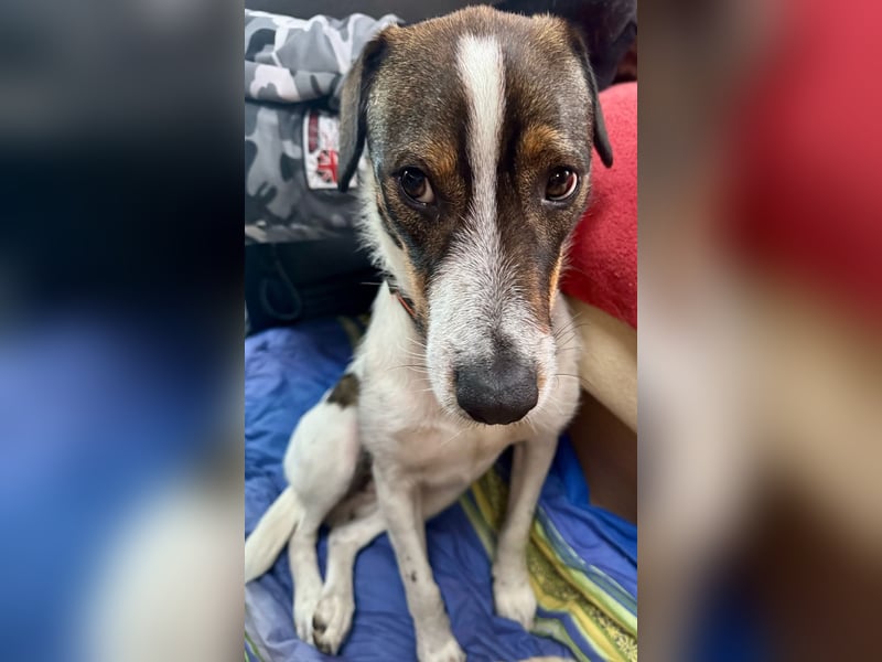 BAMBAM - der Sensible