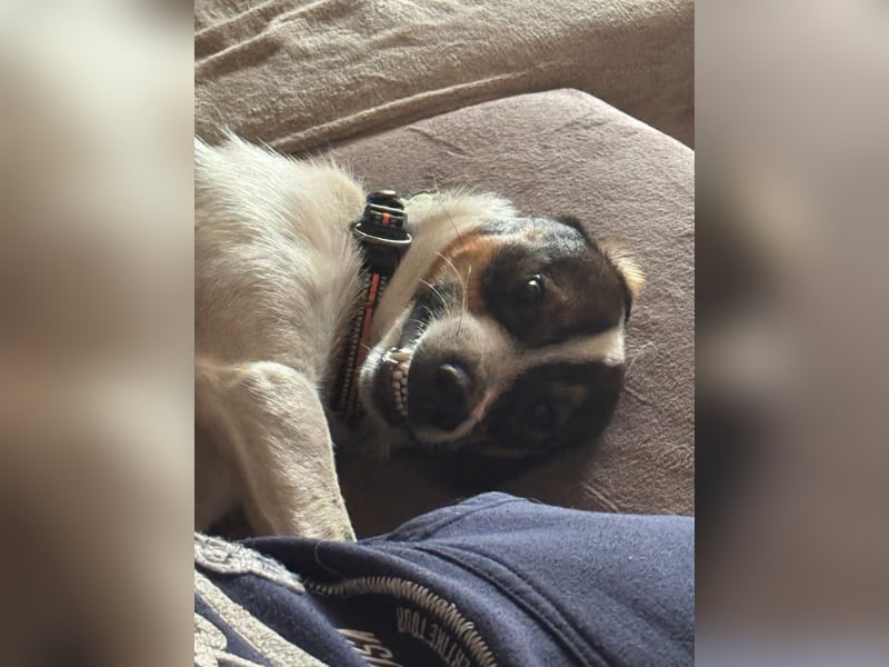 BAMBAM - der Sensible