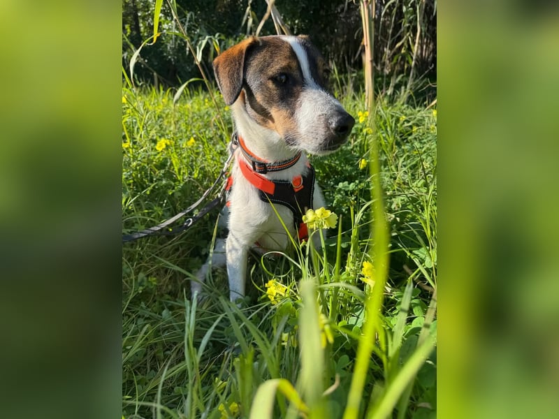 BAMBAM - der Sensible