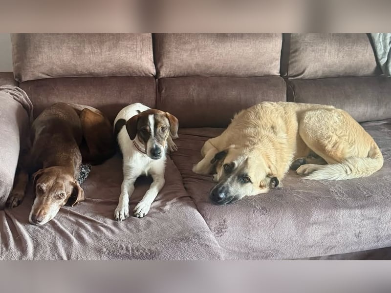 BAMBAM - der Sensible