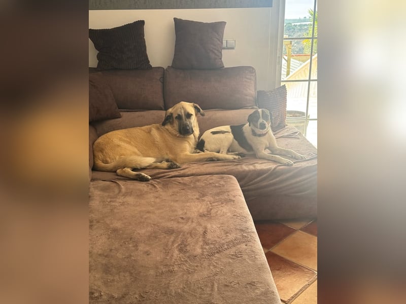 BAMBAM - der Sensible