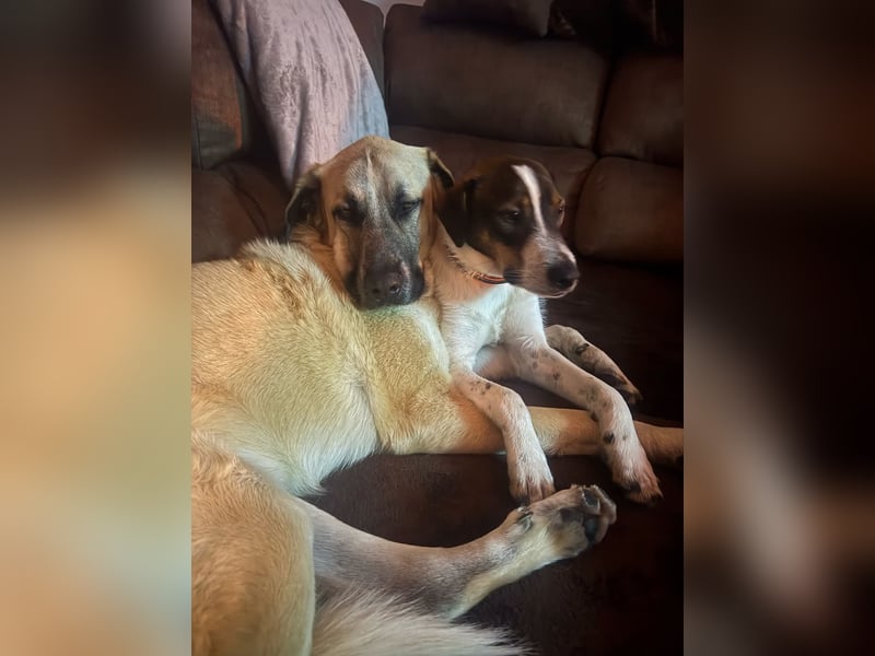 BAMBAM - der Sensible