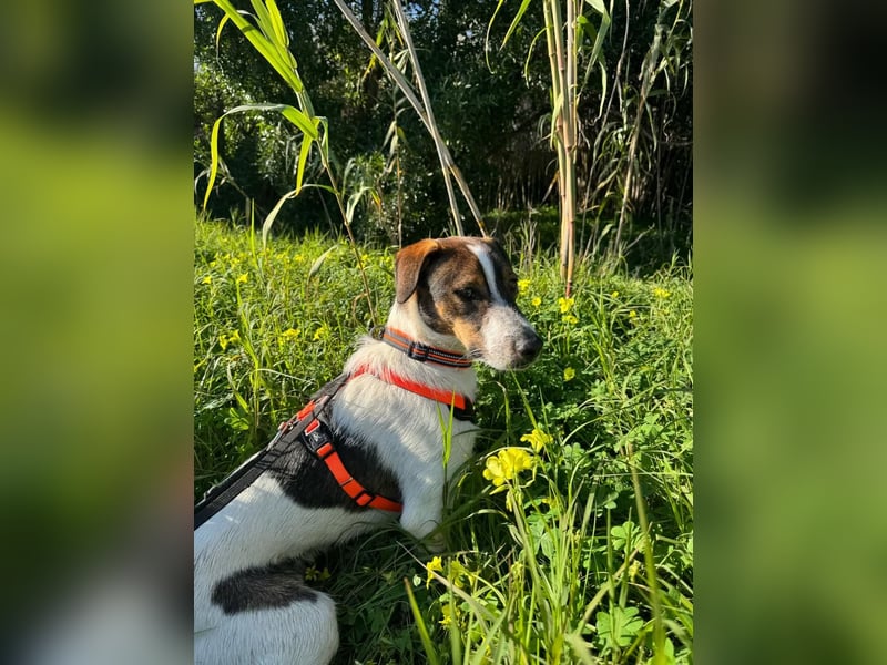 BAMBAM - der Sensible