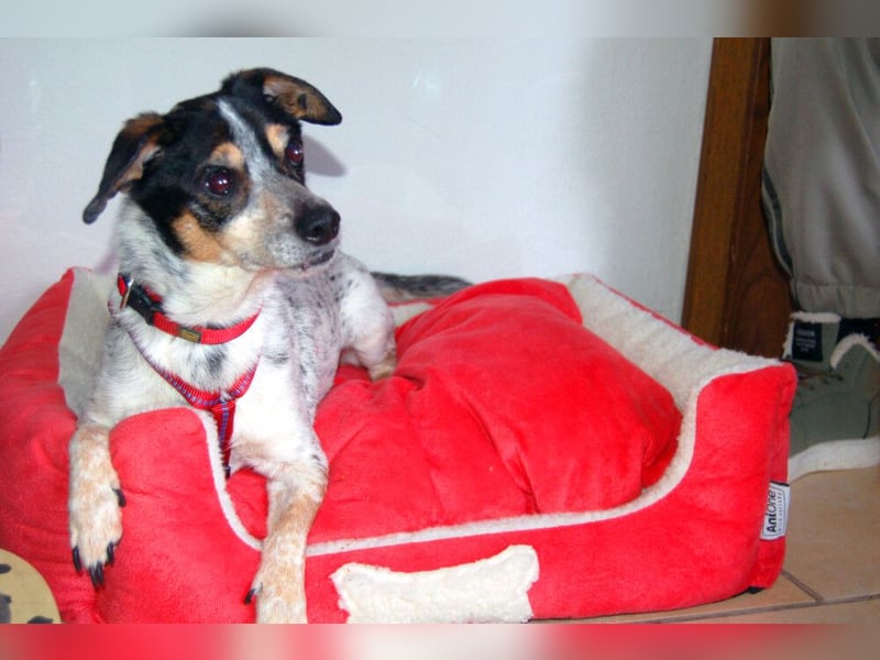 Ty - fit, lebensfroh, mit allen verträglich - Tierhilfe Franken e.V.