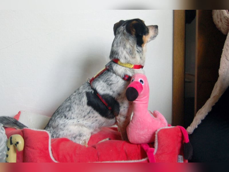 Ty - fit, lebensfroh, mit allen verträglich - Tierhilfe Franken e.V.